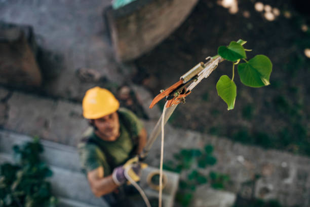 Butler, AL Tree Care Services Company