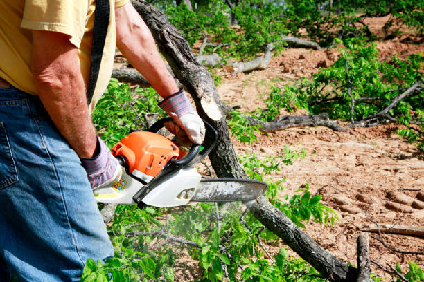 How Our Tree Care Process Works  in  Butler, AL